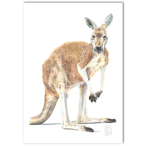 “Red Kangaroo” Fine Art Print