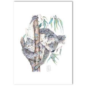 “Koala” Fine Art Print