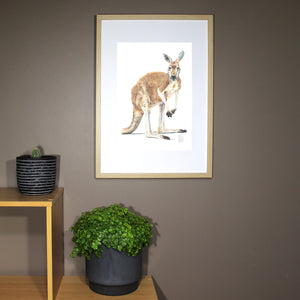 “Red Kangaroo” Fine Art Print