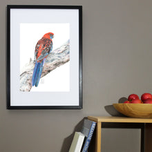 Load image into Gallery viewer, "Crimson Rosella” Fine Art Print
