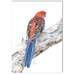 "Crimson Rosella” Fine Art Print